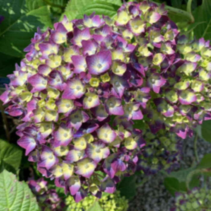 Schermhortensia (Hydrangea macr. Endless Summer 'Twist and Shout'  - Blue)