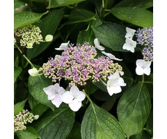 Hortensia - Hydrangea macrophylla 'Lanarth White'
