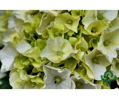 Boerenhortensia - Hydrangea macrophylla Magical 'Noblesse'
