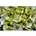 Boerenhortensia (Hydrangea macrophylla Magical 'Noblesse' )