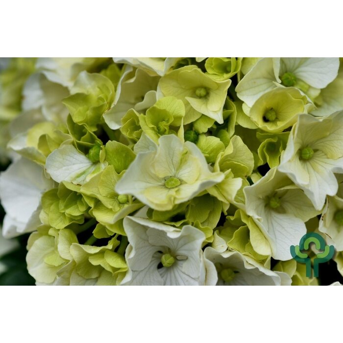 Boerenhortensia (Hydrangea macrophylla Magical 'Noblesse' )