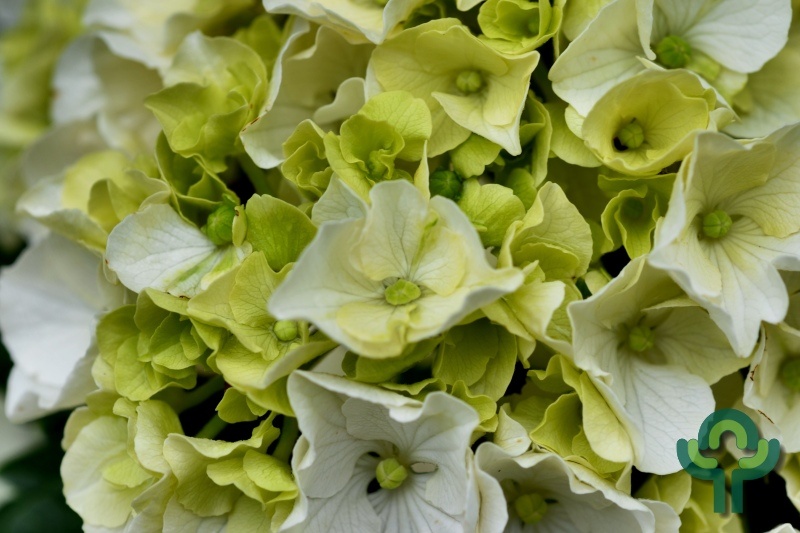 Boerenhortensia (Hydrangea macrophylla Magical 'Noblesse' )