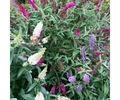 3-kleurige Vlinderstruik - Buddleja davidii ‘Tricolor’