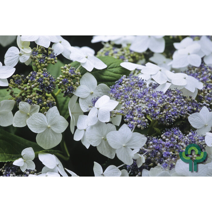 Bonte Hortensia (Hydrangea macrophylla 'Tricolor')
