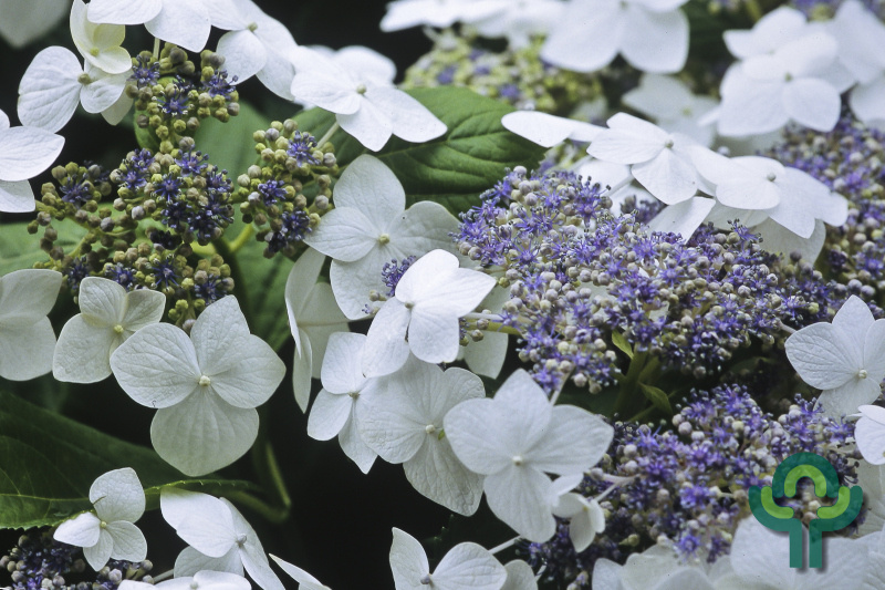 Bonte Hortensia (Hydrangea macrophylla 'Tricolor')