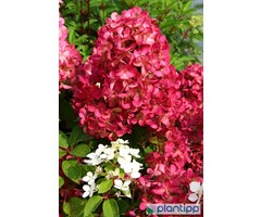 Pluimhortensia - Hydrangea paniculata Diamand Rouge