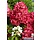 Pluimhortensia (Hydrangea paniculata Diamand Rouge)