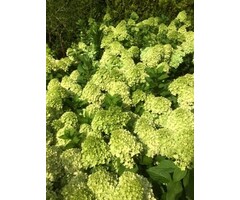 Hydrangea paniculata 'Mojito' - Pluimhortensia