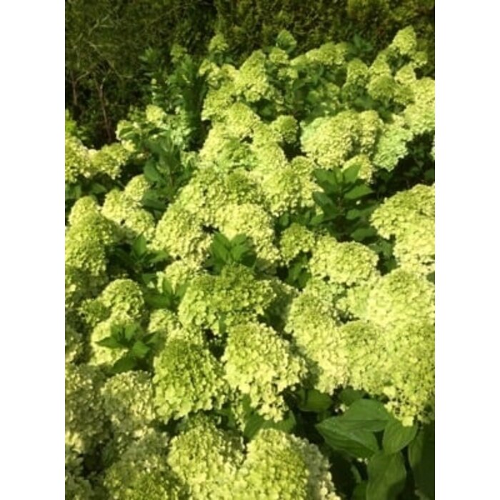 Hydrangea paniculata 'Mojito' - Pluimhortensia
