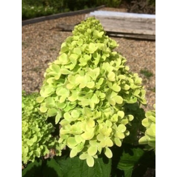 Hydrangea paniculata 'Mojito' - Pluimhortensia