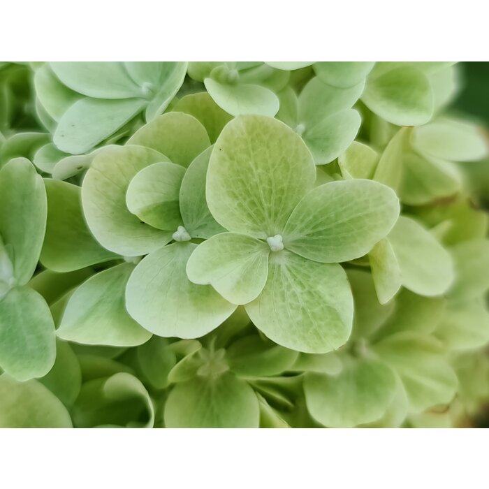 Hydrangea paniculata 'Mojito' - Pluimhortensia