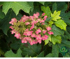 Eikenbladhortensia - Hydrangea quercifolia 'Ruby Slippers'