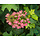 Eikenbladhortensia (Hydrangea quercifolia 'Ruby Slippers' )