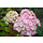 Schermhortensia (Hydrangea serrata 'Preziosa')