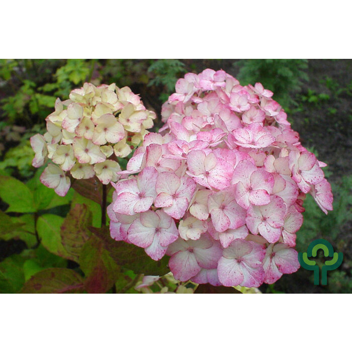 Schermhortensia (Hydrangea serrata 'Preziosa')