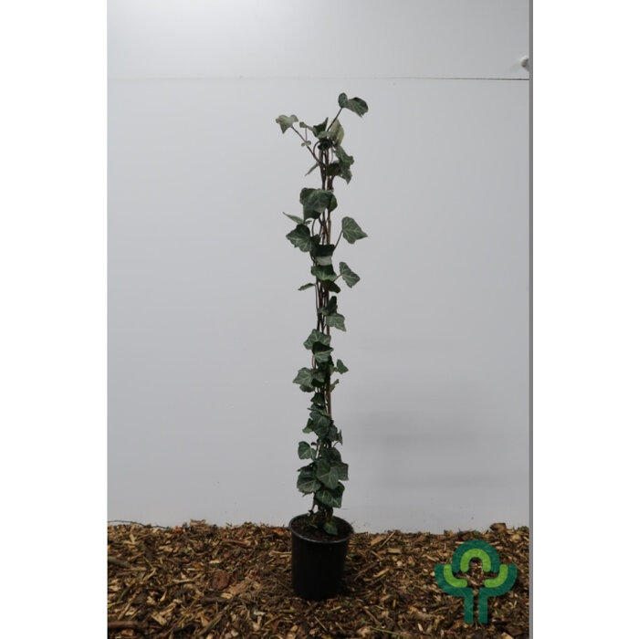 Klimop - Hedera helix 'Woerner'