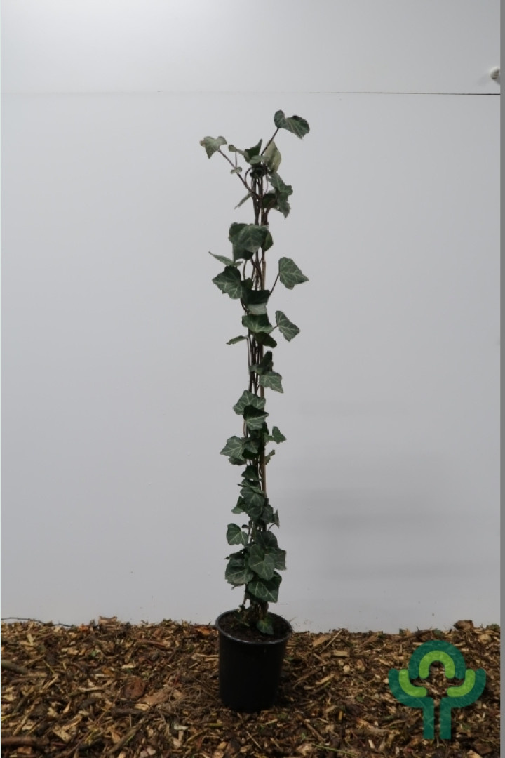 Klimop - Hedera helix 'Woerner'