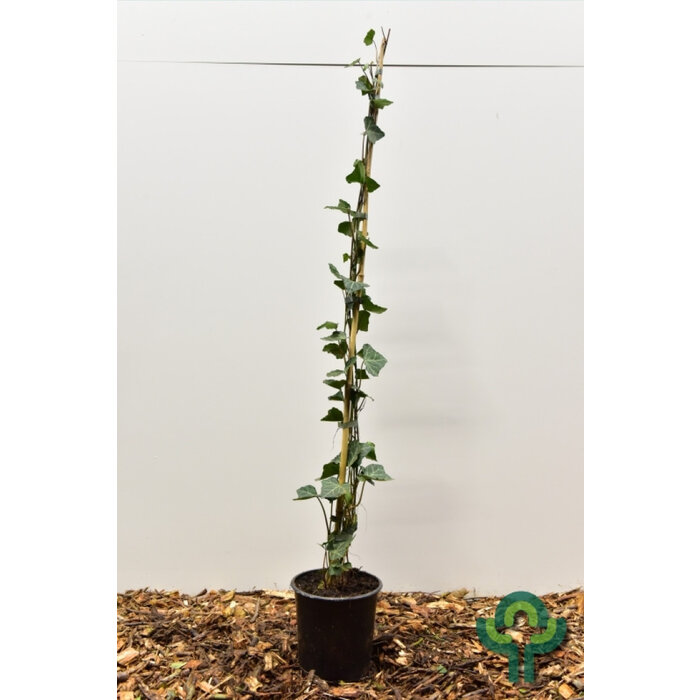 Klimop - Hedera helix 'Woerner'