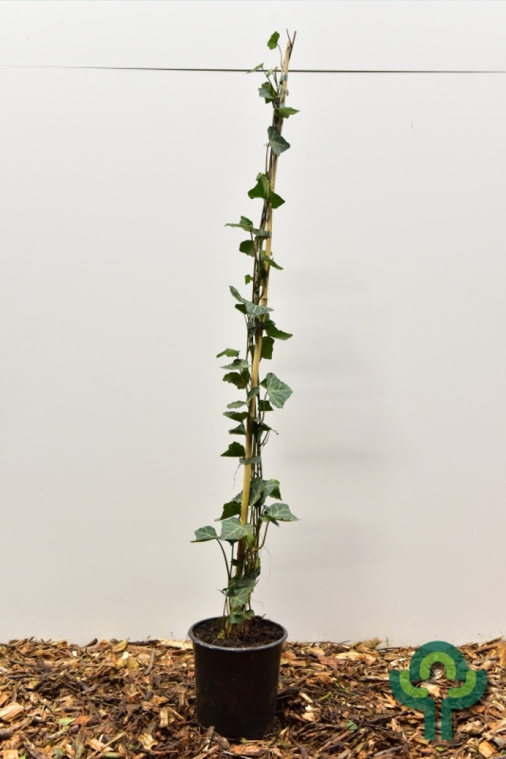 Klimop - Hedera helix 'Woerner'