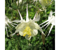 Akelei - Aquilegia 'Silver Queen'