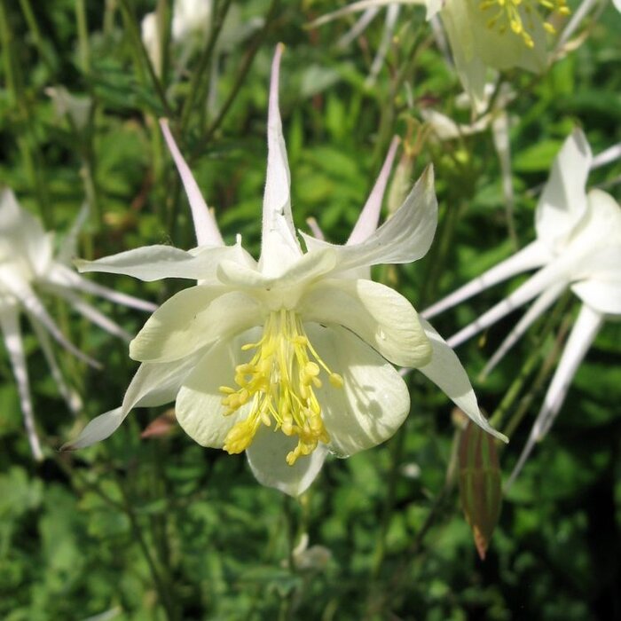 Akelei - Aquilegia 'Silver Queen'