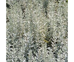 Alsem - Artemisia ludoviciana 'Valerie Finnis'