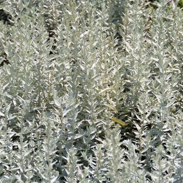 Alsem - Artemisia ludoviciana 'Valerie Finnis'