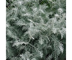 Alsem - Artemisia 'Powis Castle'
