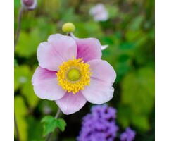Herfstanemoon - Anemone hupehensis 'September Charm'