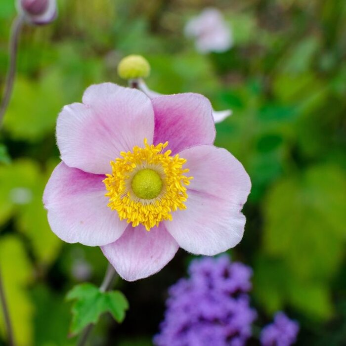Anemoon - Anemone hupehensis 'September Charm'