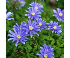 Anemoon - Anemone blanda