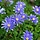 Anemoon - Anemone blanda