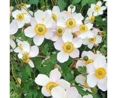 Anemoon - Anemone 'Elfin Swan'