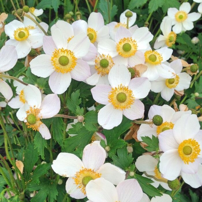 Anemoon - Anemone 'Elfin Swan'