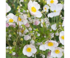 Anemoon - Anemone 'Dainty Swan'