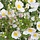 Anemoon - Anemone 'Dainty Swan'