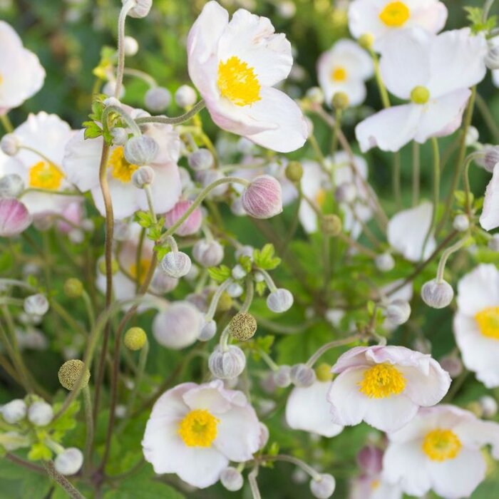 Anemoon - Anemone 'Dainty Swan'