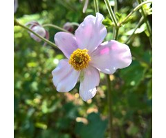 Anemoon - Anemone tomentosa 'Robustissima'
