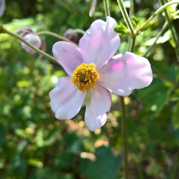 Anemoon - Anemone tomentosa 'Robustissima'