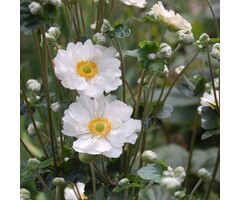 Anemoon - Anemone hybride 'Whirlwind'