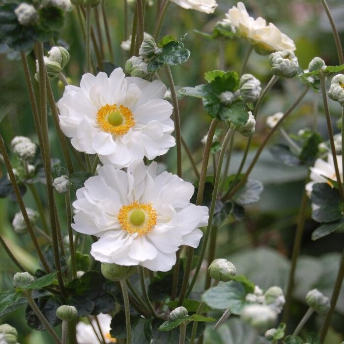 Anemoon - Anemone hybride 'Whirlwind'