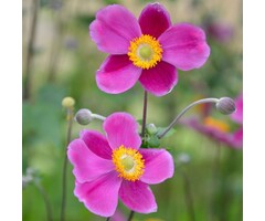 Anemoon - Anemone hybride 'Splendens'