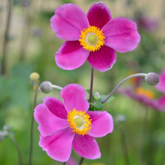 Anemoon - Anemone hybride 'Splendens'
