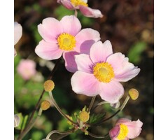 Anemoon - Anemone hybride 'Elegans'