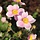 Anemoon - Anemone hybride 'Elegans'