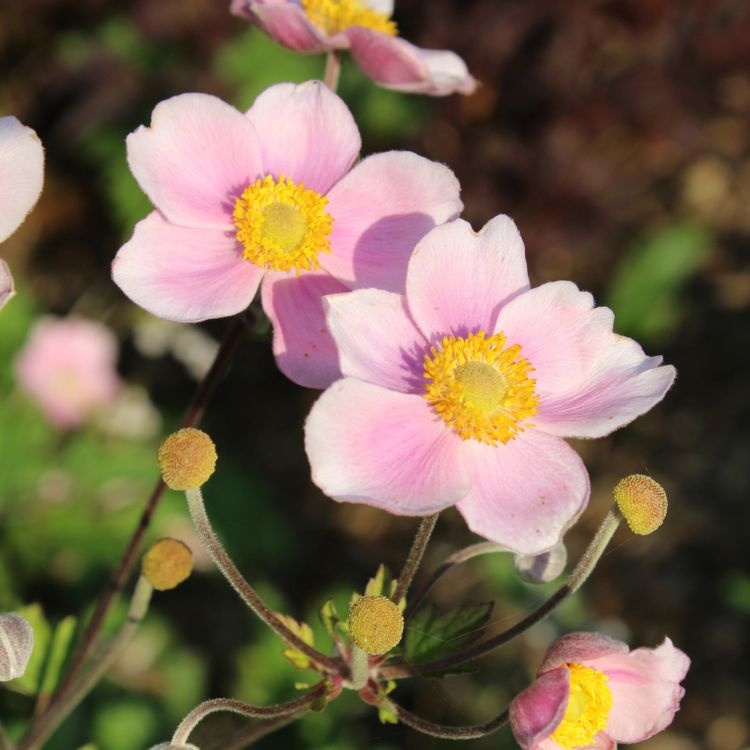 Anemoon - Anemone hybride 'Elegans'