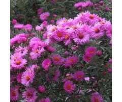 Aster - Aster (D) 'Alice Haslam'