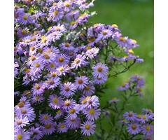 Aster - Aster cordifolius 'Little Carlow'