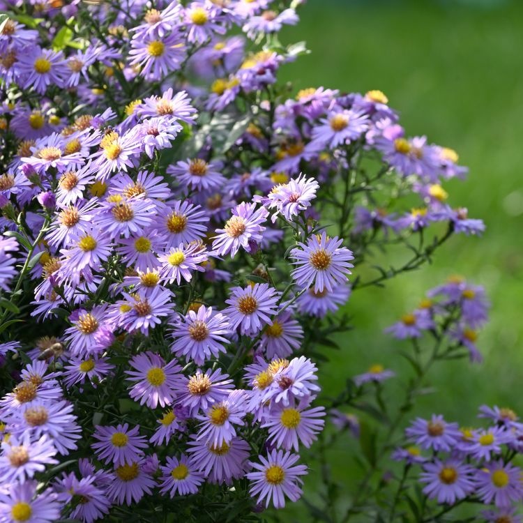 Aster - Aster cordifolius 'Little Carlow'