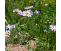 Aster - Aster ageratus 'Eleven Purple'